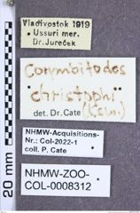 Etiketten zu Corymbitodes christophi (Kiesenwetter, 1879) (NHMW-ZOO-COL-0008312)